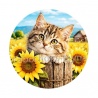 chaton tournesol
