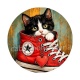 chaton chaussure