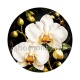 fleur orchidée blanche- Cabochon verre ou résine, magnet, miroir