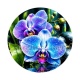 fleur orchidée bleue- Cabochon verre ou résine, magnet, miroir
