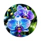 fleur orchidée bleue- Cabochon verre ou résine, magnet, miroir