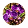 fleur orchidée