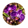 fleur orchidée