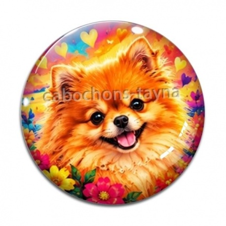 Cabochon Verre - chien Spitz nain- Plusieurs supports au choix