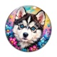 Cabochon Verre - chien Husky de Sibérie aux yeux bleus
