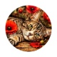 cabochon chat rayure- chat coquelicot