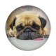 chien