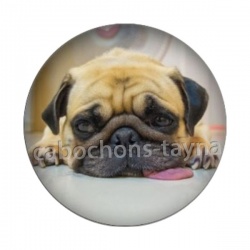 chien
