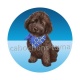 chien