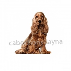 chien
