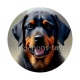 chien
