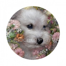 chien