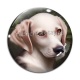 Cabochon Verre - chien