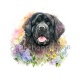 chien