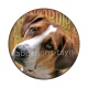 chien