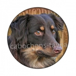 chien