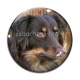 Cabochon Verre - loup
