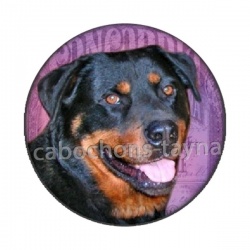 chien