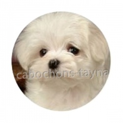 chien