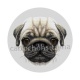 chien