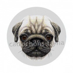 chien