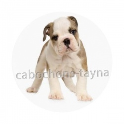 chien