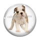 Cabochon Verre - loup