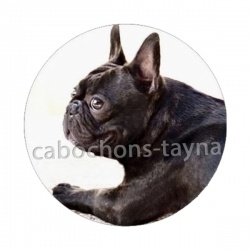 chien