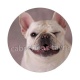 chien