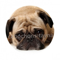 chien