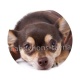 chien