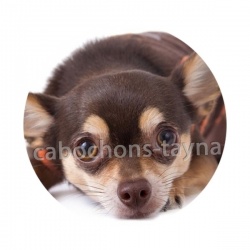 chien