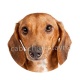 chien