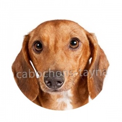 chien