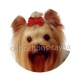 chien