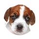 chien