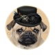 chien