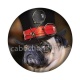 chien