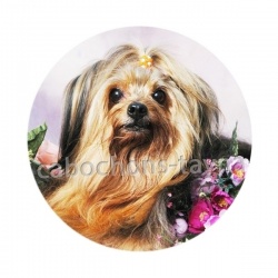 chien