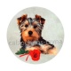 chien