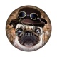 chien