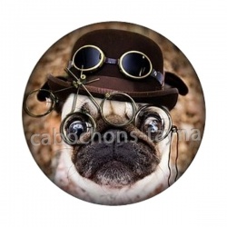 chien