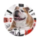 chien