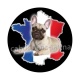 chien