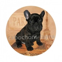 chien