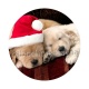 chien
