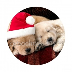 chien