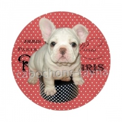 chien