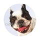 chien