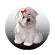 chien